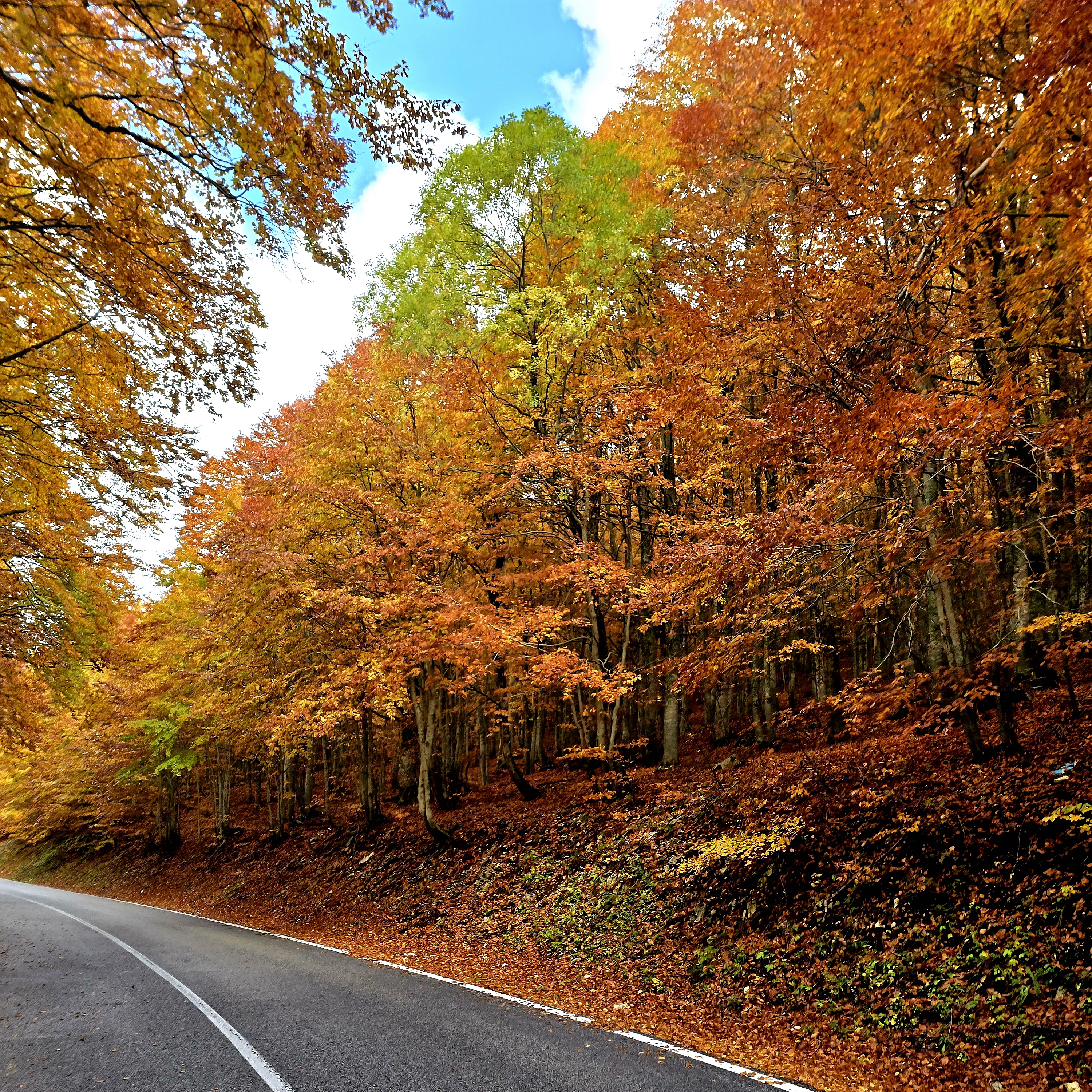 Bilancio arboreo comunale